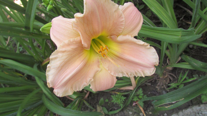  - A A Flori de gradina 2