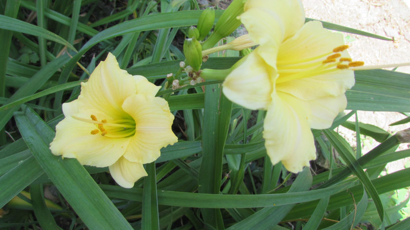  - A A Flori de gradina 2