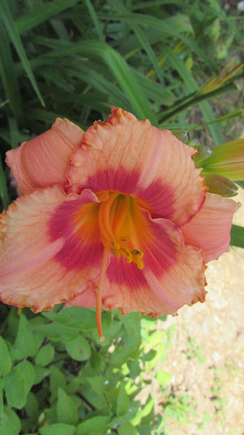  - A A Flori de gradina 2