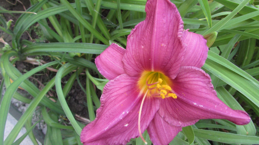  - A A Flori de gradina 2