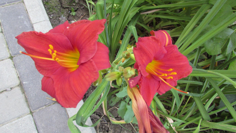  - A A Flori de gradina 2