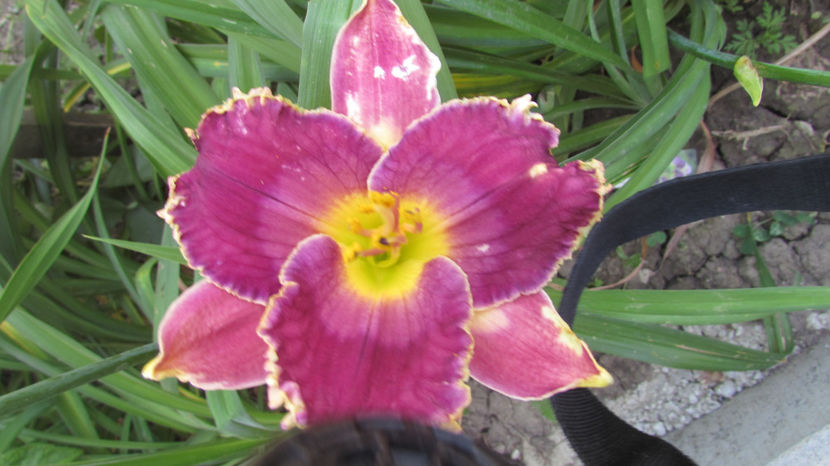  - A A Flori de gradina 2