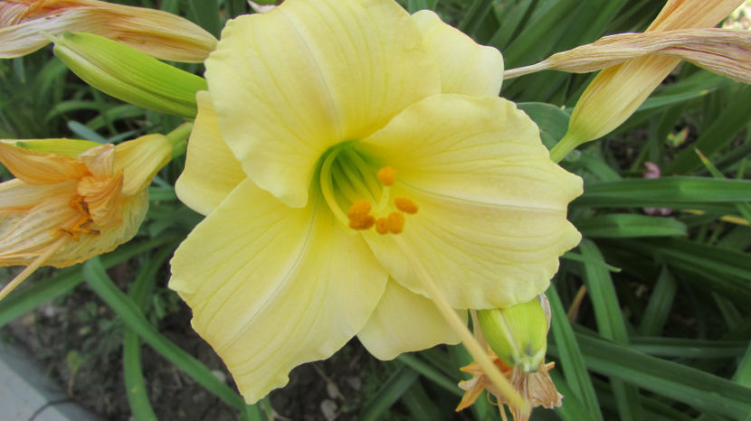  - A A Flori de gradina 2