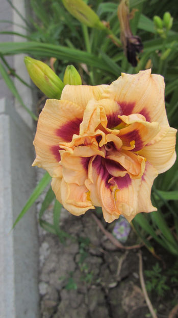  - A A Flori de gradina 2