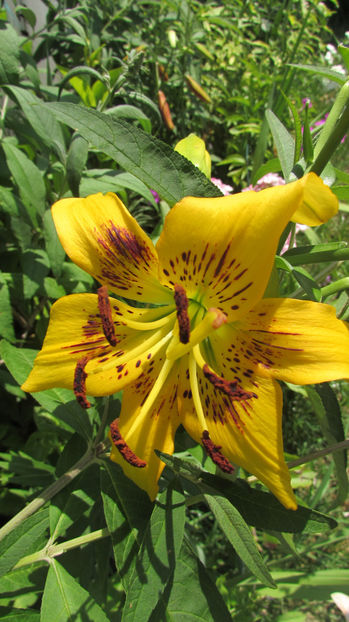  - A A Flori de gradina 2