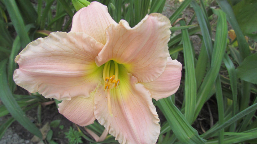  - A A Flori de gradina 2