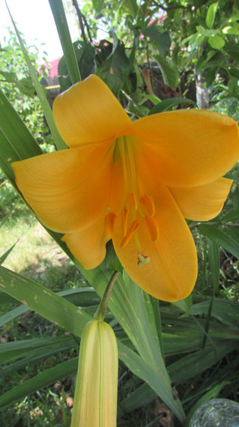  - A A Flori de gradina 2