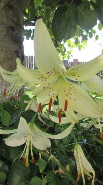  - A A Flori de gradina 2