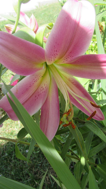  - A A Flori de gradina 2