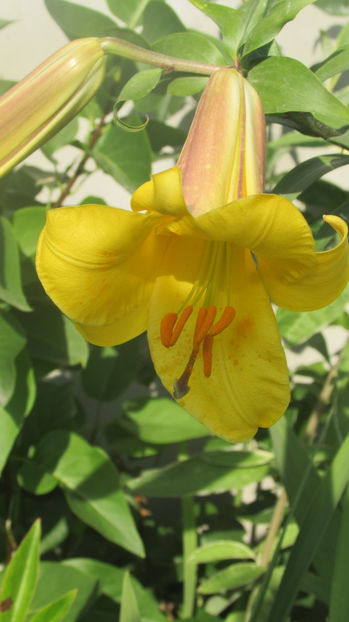  - A A Flori de gradina 2