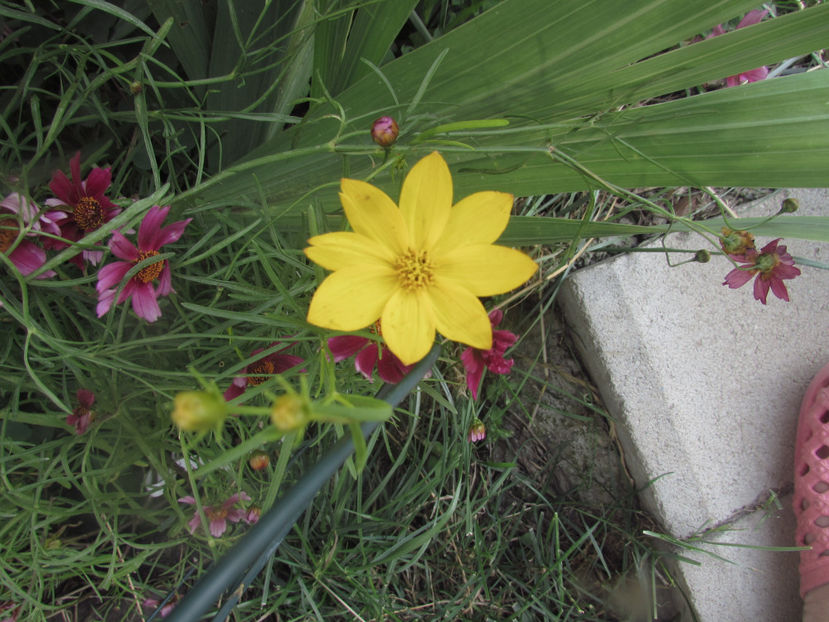  - A A Flori de gradina 2