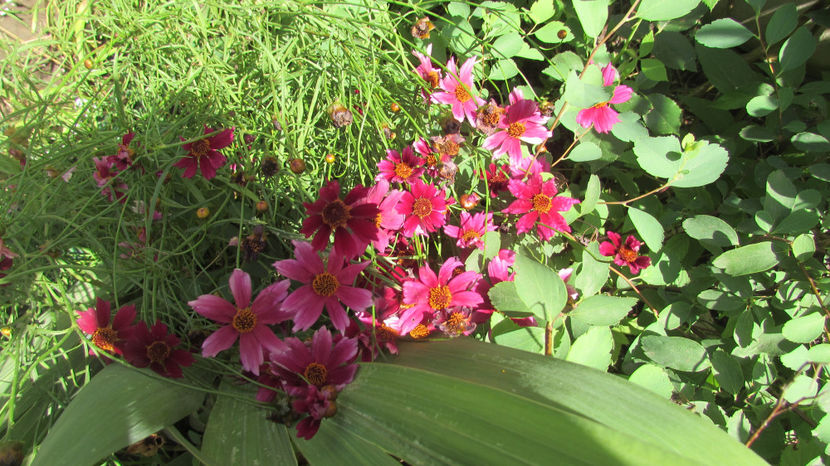  - A A Flori de gradina 2