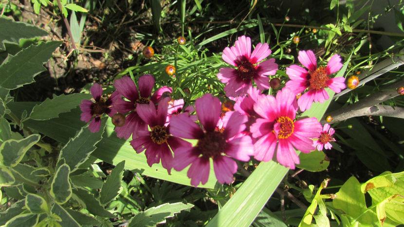  - A A Flori de gradina 2