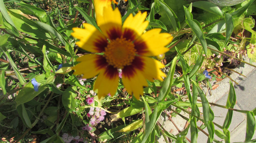  - A A Flori de gradina 2