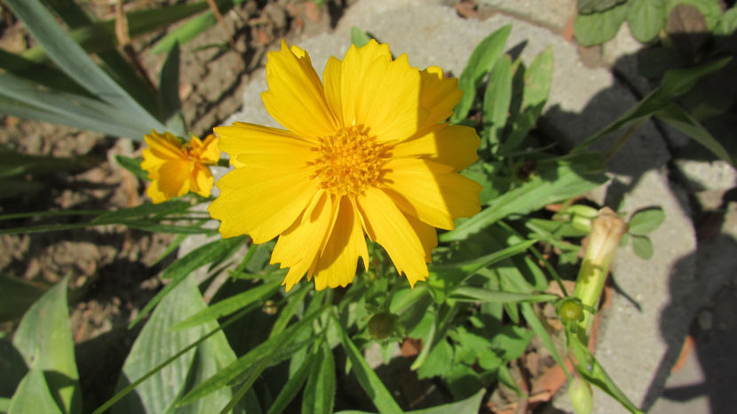  - A A Flori de gradina 2