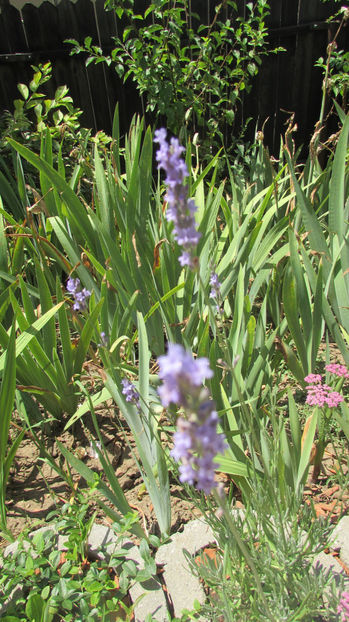  - A A Flori de gradina 2