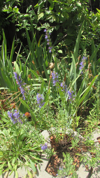  - A A Flori de gradina 2