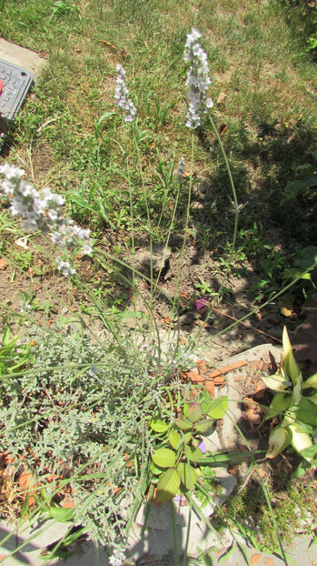  - A A Flori de gradina 2