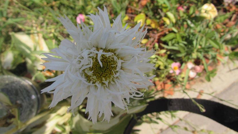  - A A Flori de gradina 2