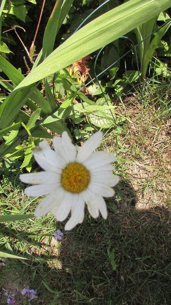  - A A Flori de gradina 2