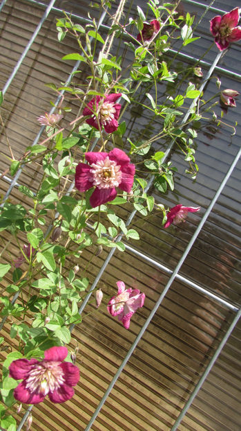  - A A Flori de gradina 2