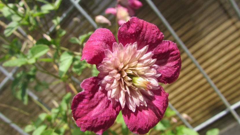  - A A Flori de gradina 2