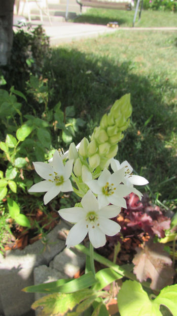  - A A Flori de gradina 2