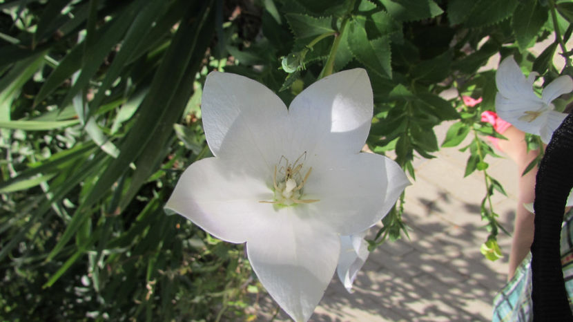  - A A Flori de gradina 2