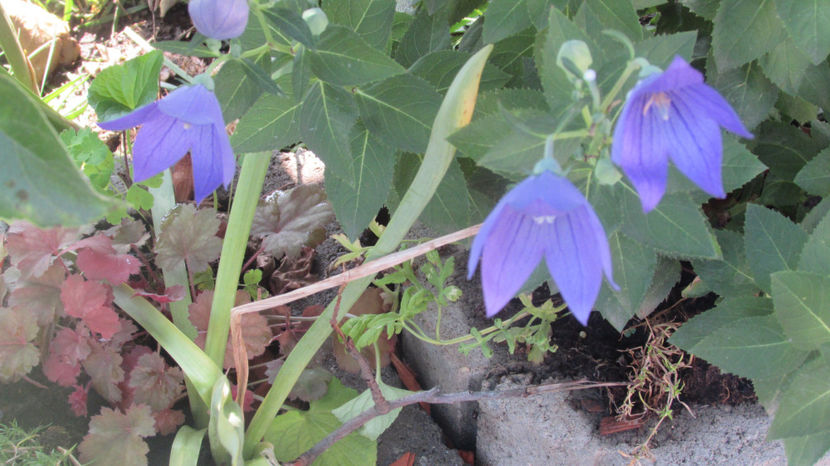  - A A Flori de gradina 2