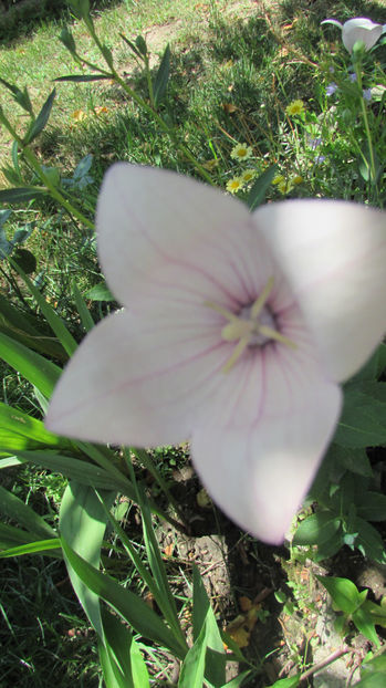  - A A Flori de gradina 2