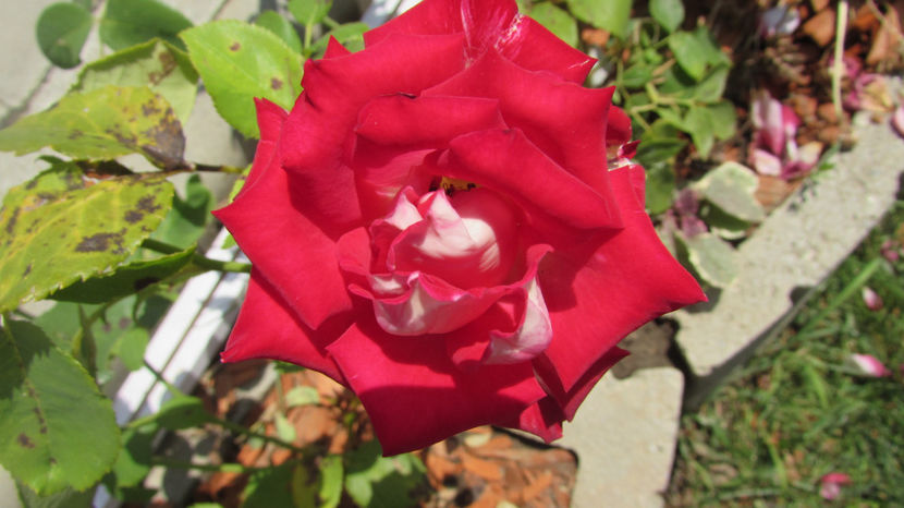  - A A Flori de gradina 2