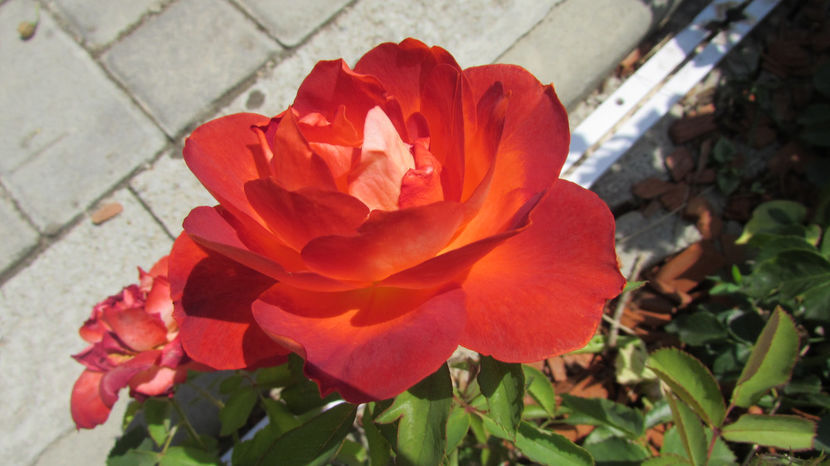  - A A Flori de gradina 2