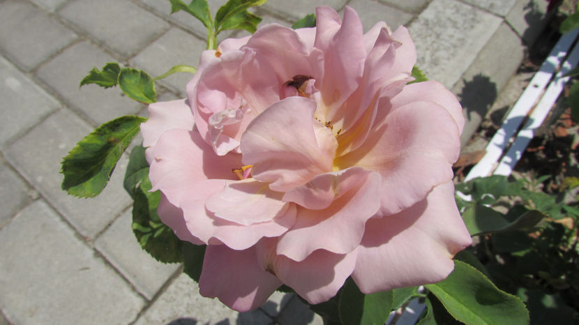  - A A Flori de gradina 2