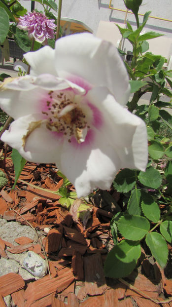  - A A Flori de gradina 2