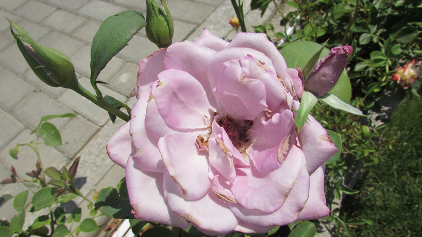  - A A Flori de gradina 2