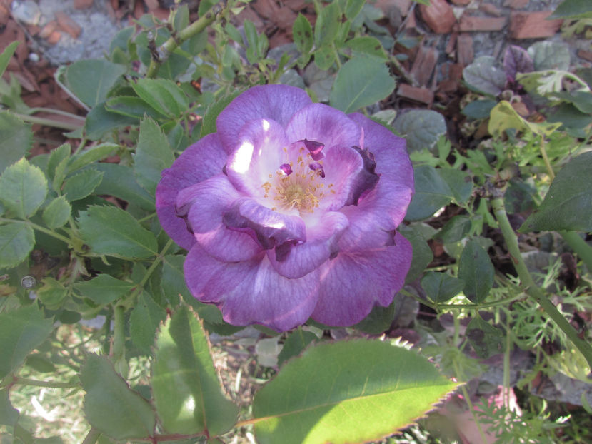  - A A Flori de gradina 2