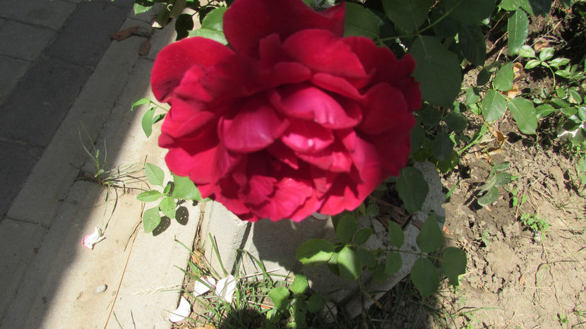  - A A Flori de gradina 2