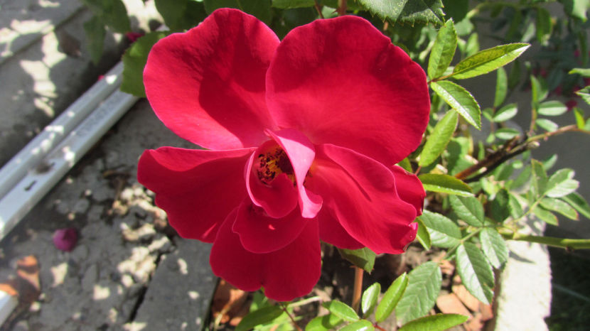  - A A Flori de gradina 2