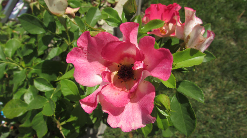  - A A Flori de gradina 2