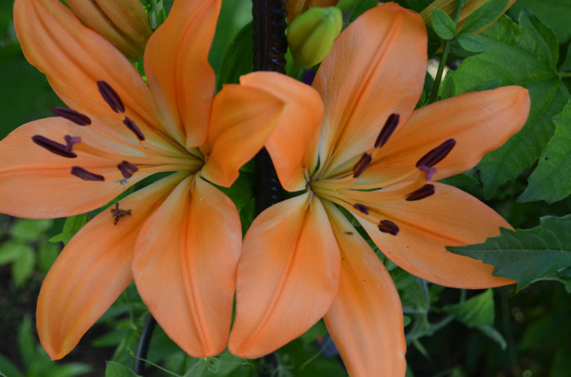  - dragostea  de natura