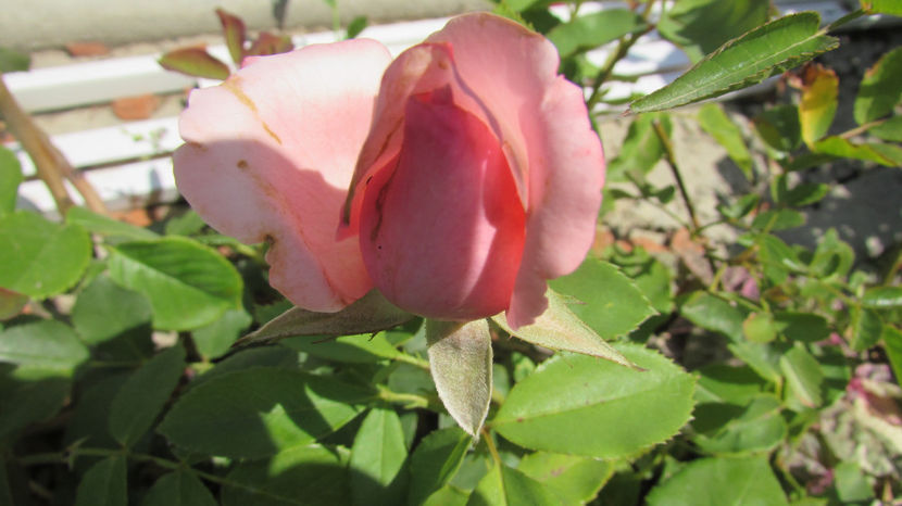  - A A Flori de gradina 2