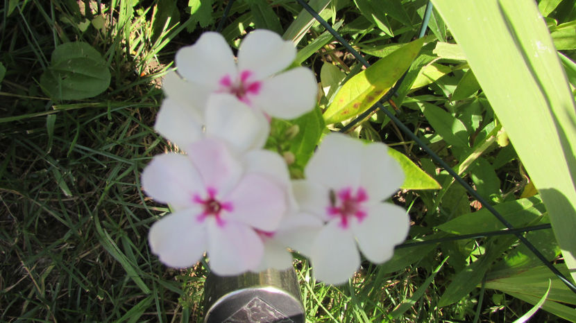  - A A Flori de gradina 2