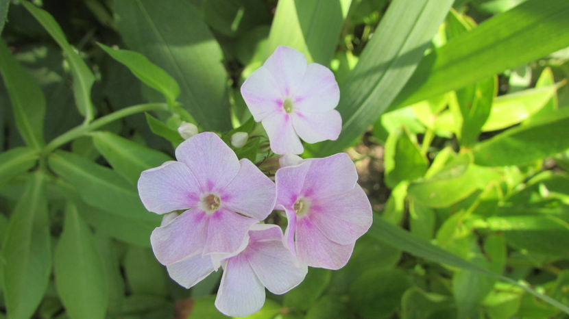  - A A Flori de gradina 2