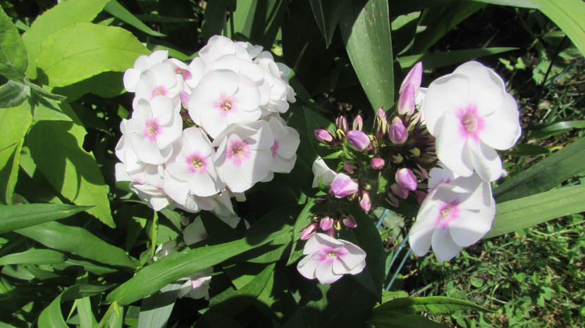  - A A Flori de gradina 2