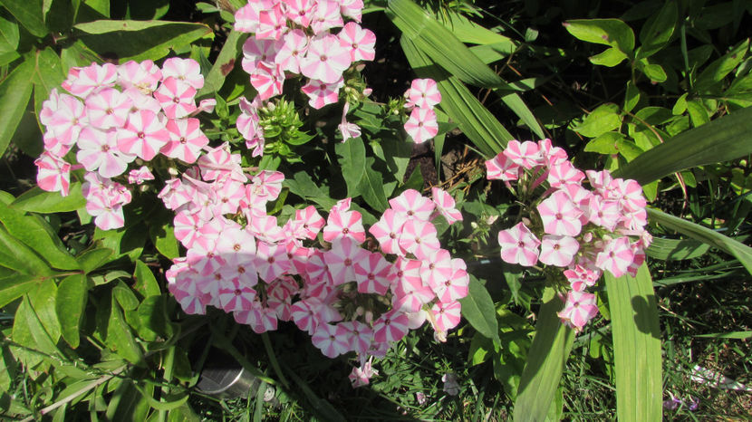  - A A Flori de gradina 2