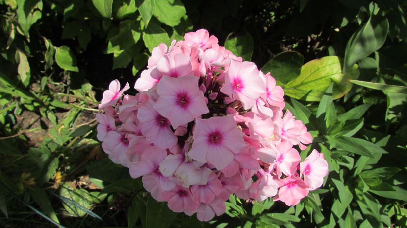  - A A Flori de gradina 2