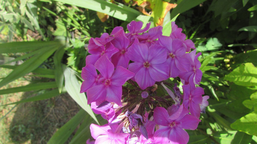  - A A Flori de gradina 2