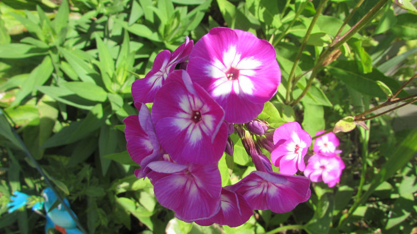  - A A Flori de gradina 2