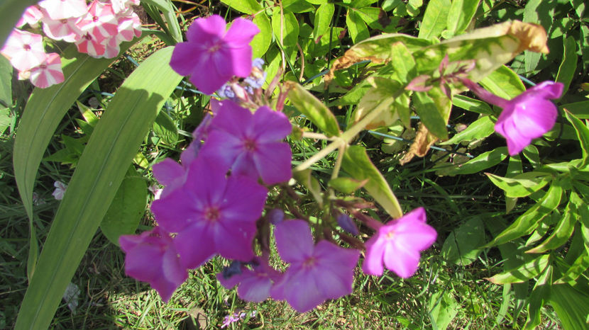  - A A Flori de gradina 2