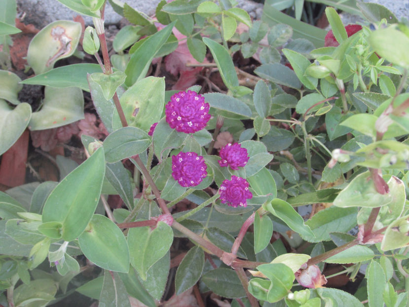  - A A Flori de gradina 2